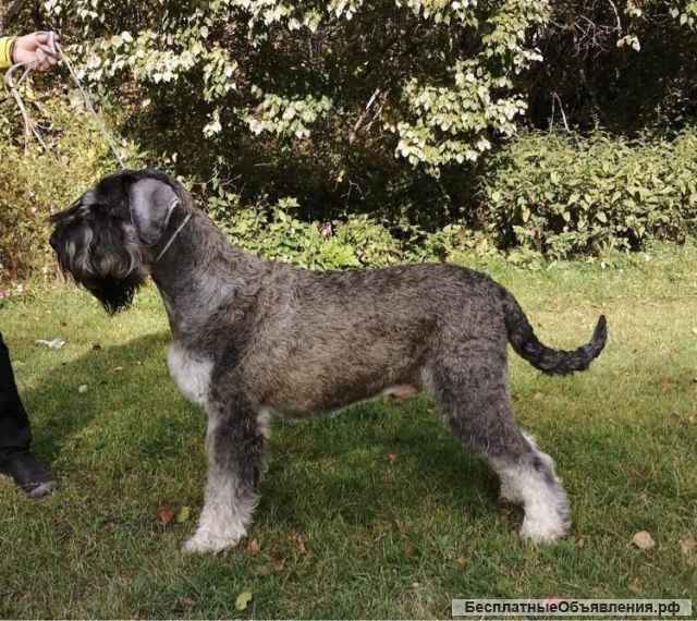 Щенки ризеншнауцера