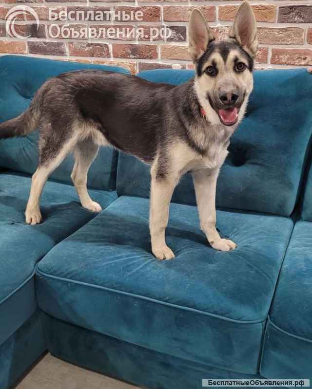 Чудесный мальчик Мухтар ищет дом