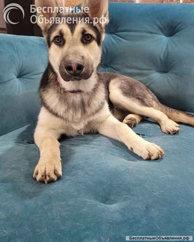 Чудесный мальчик Мухтар ищет дом