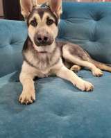 Чудесный мальчик Мухтар ищет дом