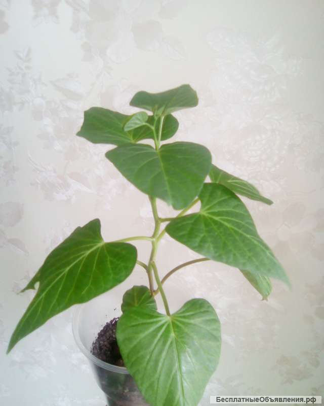 Саженцы Батата (сладкий картофель)