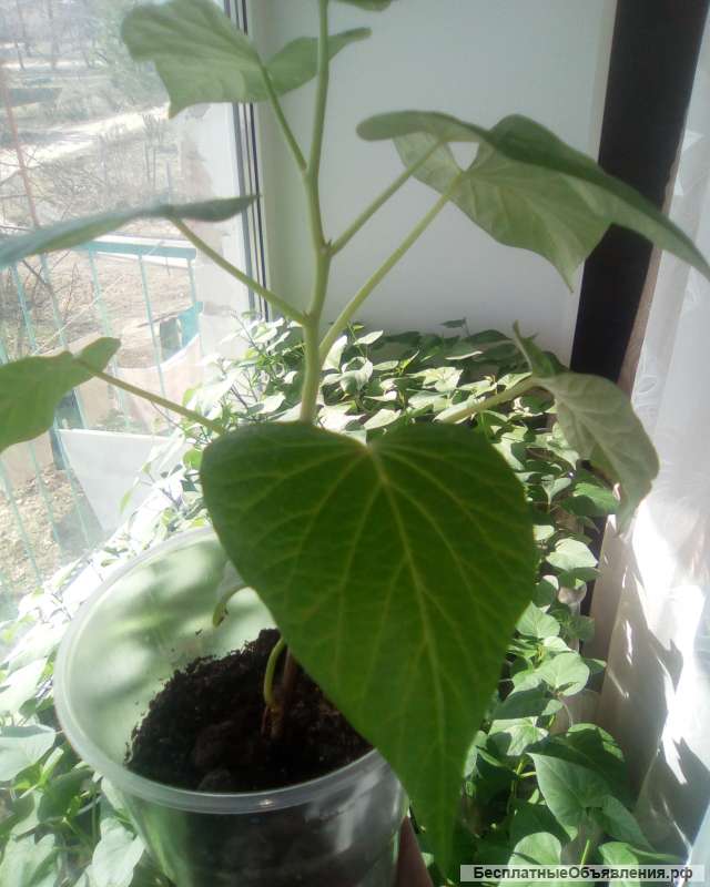 Саженцы Батата (сладкий картофель)