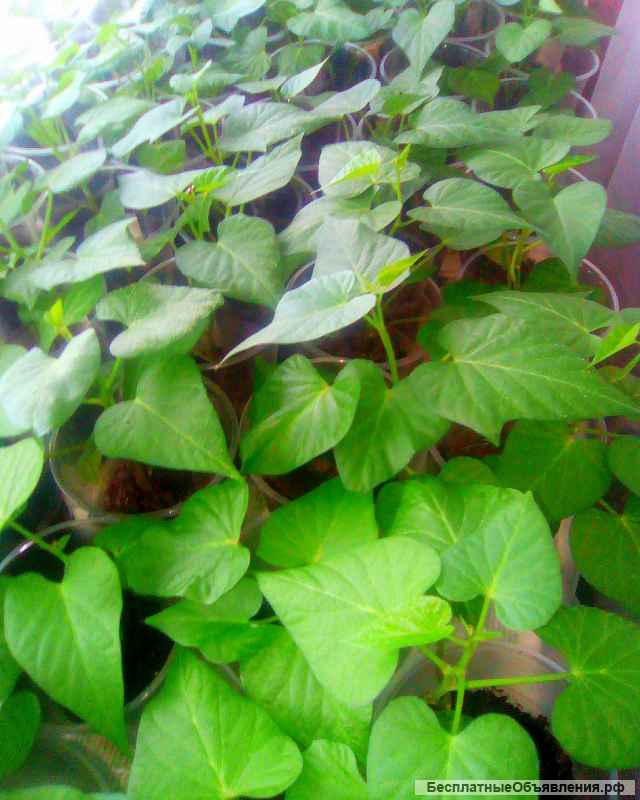 Саженцы Батата (сладкий картофель)