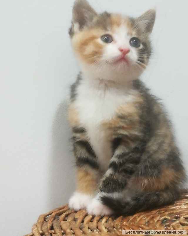 Отдам в добрые руки кошечку, 1 мес