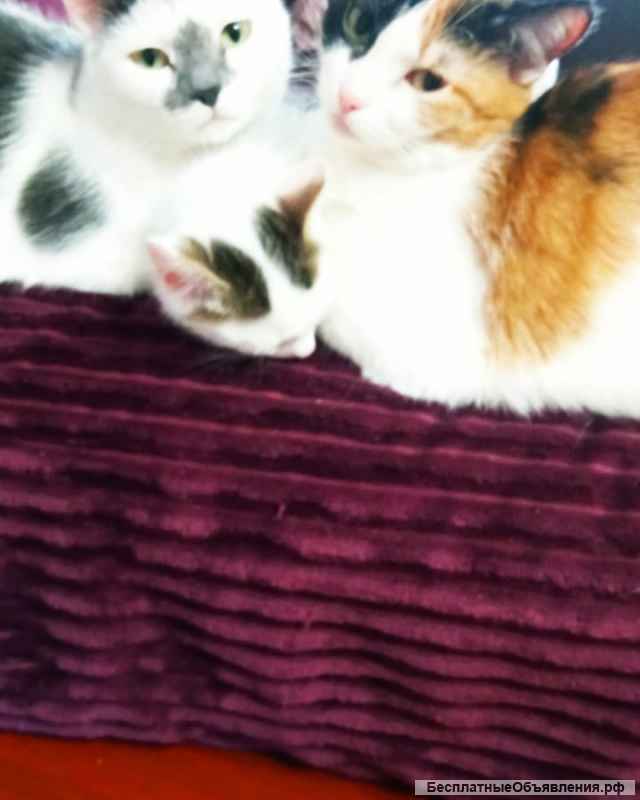 Отдам котёнка-мальчика в добрые руки
