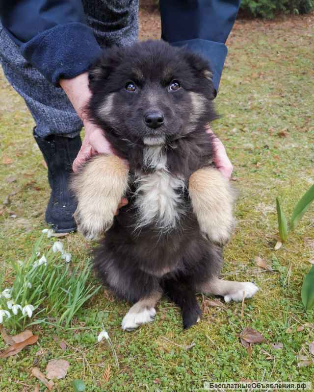 Забавные щенки в добрые руки