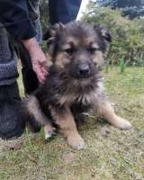 Забавные щенки в добрые руки