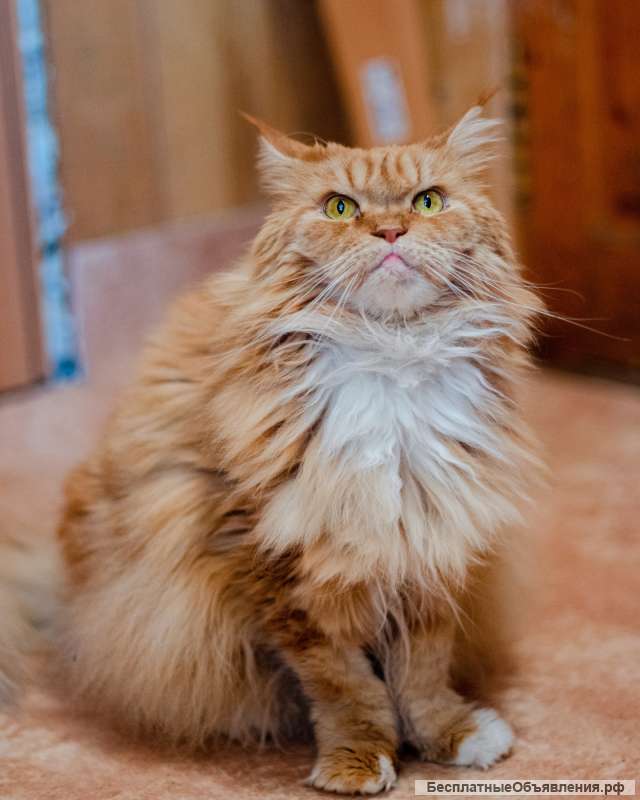 Мейн-кун даром