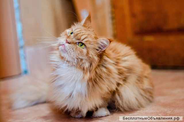 Мейн-кун даром