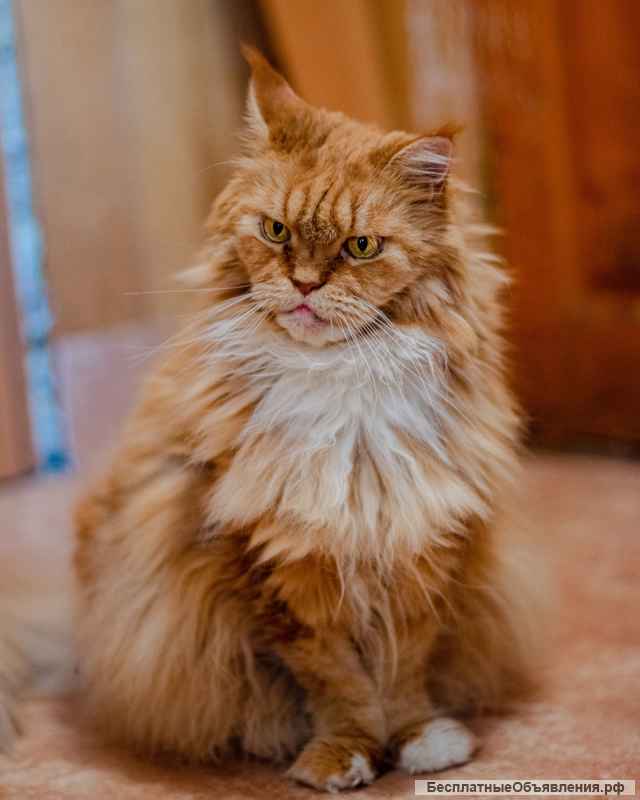 Мейн-кун даром