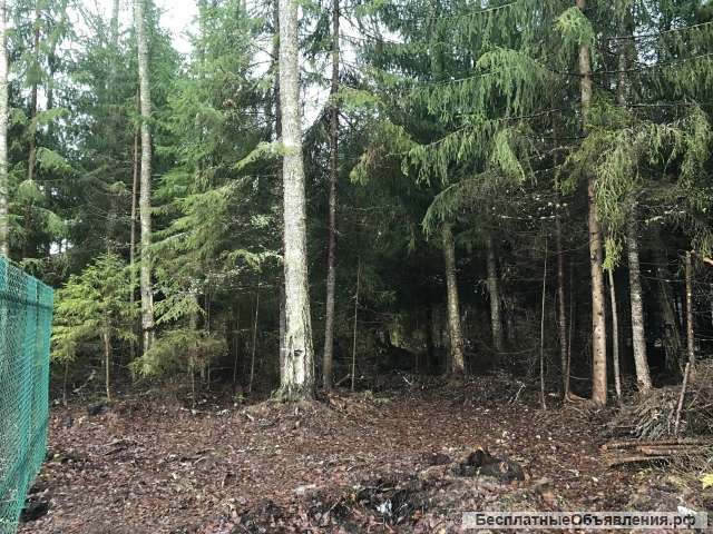 10 соток дивенская 80 км от спб за Гатчиной