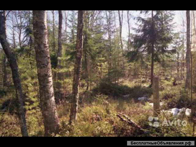 10 соток дивенская 80 км от спб за Гатчиной
