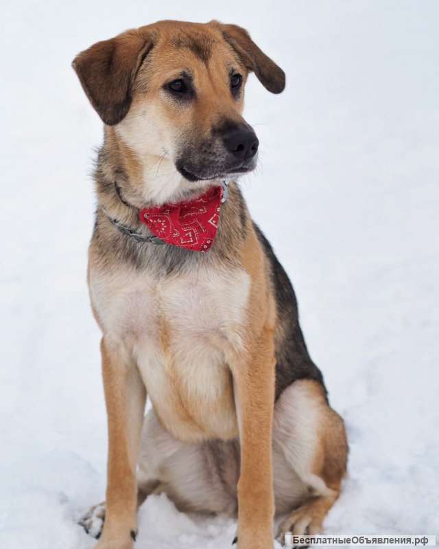Милая собака Джина в добрые руки