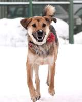 Милая собака Джина в добрые руки