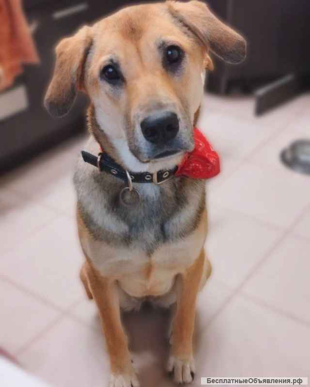 Милая собака Джина в добрые руки