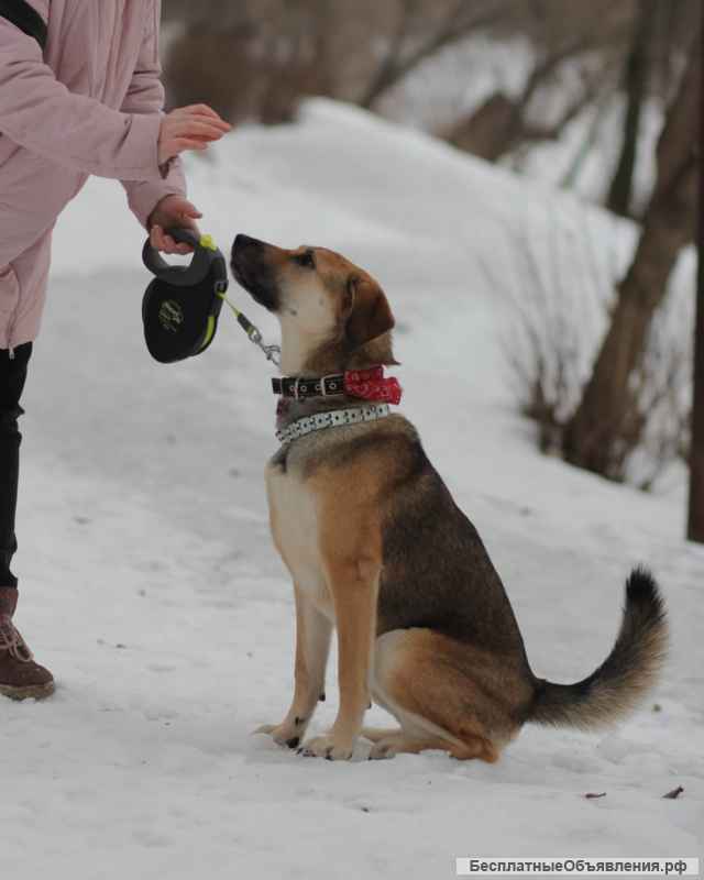 Милая собака Джина в добрые руки