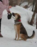 Милая собака Джина в добрые руки