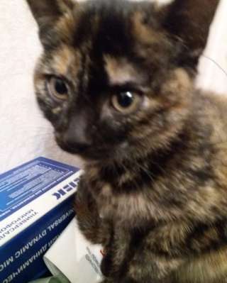 Отдам в добрые руки