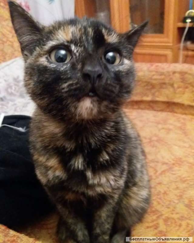 Отдам в добрые руки