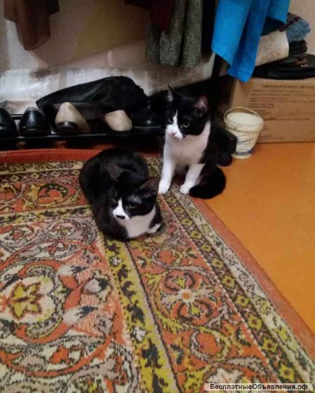 Отдам в добрые руки