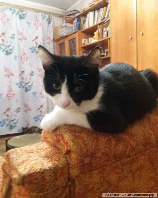 Отдам в добрые руки