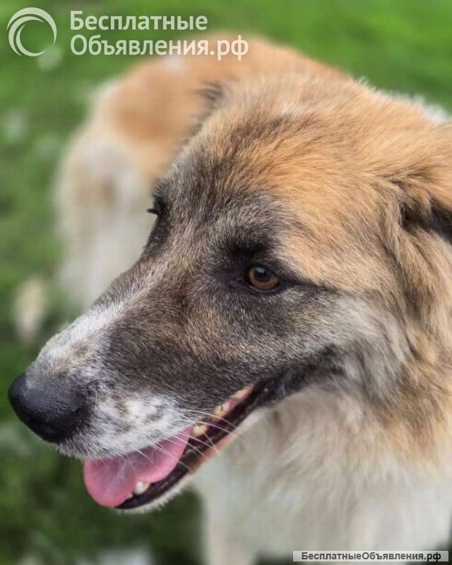 Очаровательный, интеллигентный мальчишка Бор в поисках дома