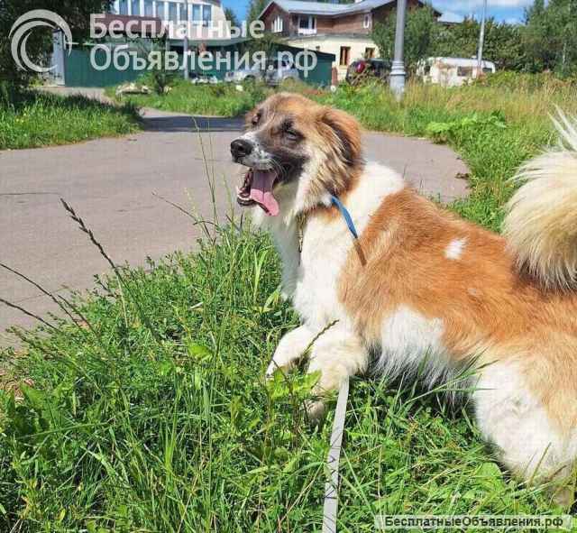 Очаровательный, интеллигентный мальчишка Бор в поисках дома