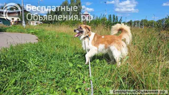 Очаровательный, интеллигентный мальчишка Бор в поисках дома