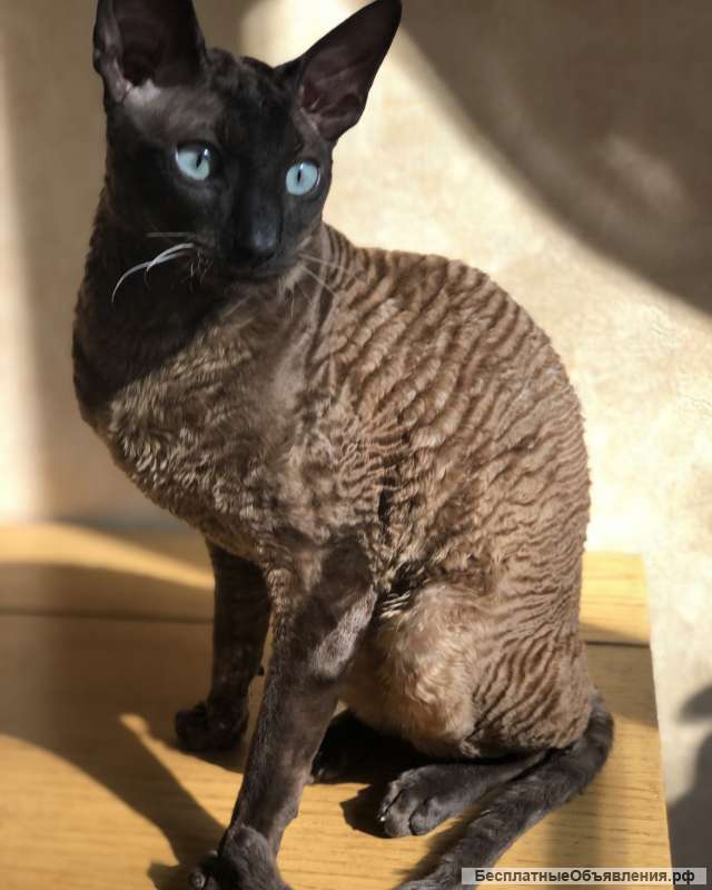 Вязка с титулованным котов корниш рексом