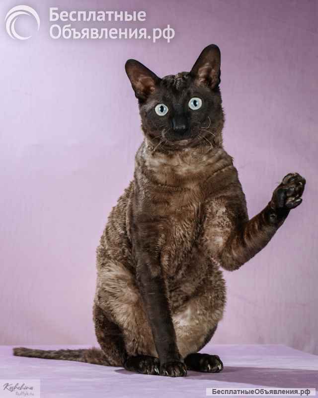 Вязка с титулованным котов корниш рексом