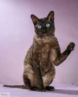 Вязка с титулованным котов корниш рексом