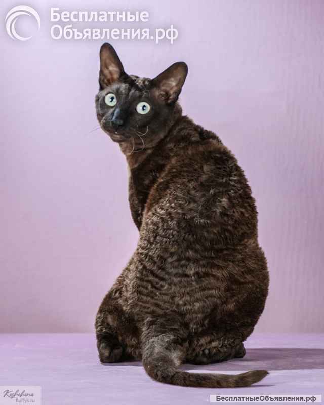 Вязка с титулованным котов корниш рексом