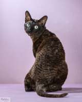 Вязка с титулованным котов корниш рексом