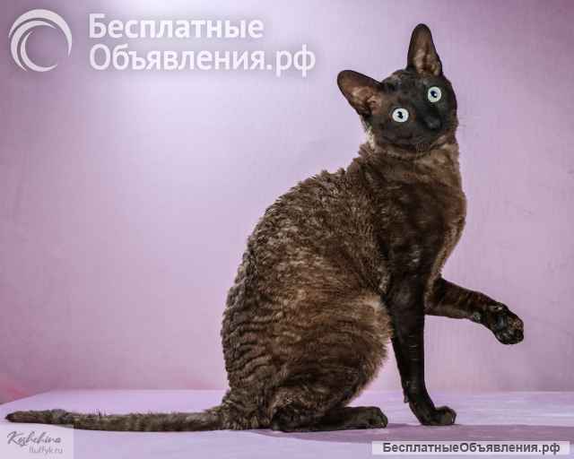 Вязка с титулованным котов корниш рексом