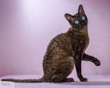 Вязка с титулованным котов корниш рексом