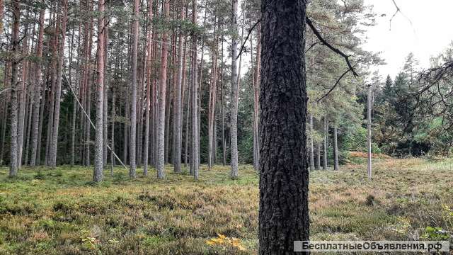 Домик в хвойном лесу на хуторе под старым Изборском