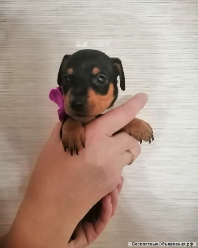 Щенки цвергпинчера