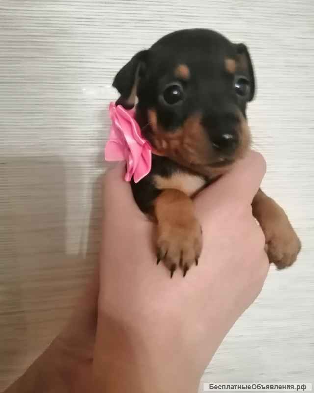 Щенки цвергпинчера