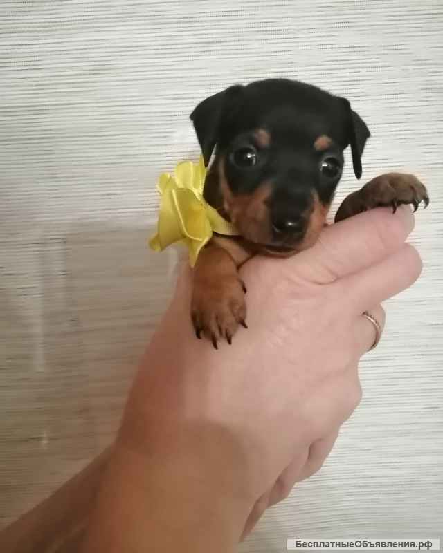 Щенки цвергпинчера