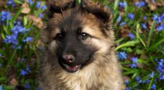 Умная, смелая, уравновешенная щенок-девочка Грейс