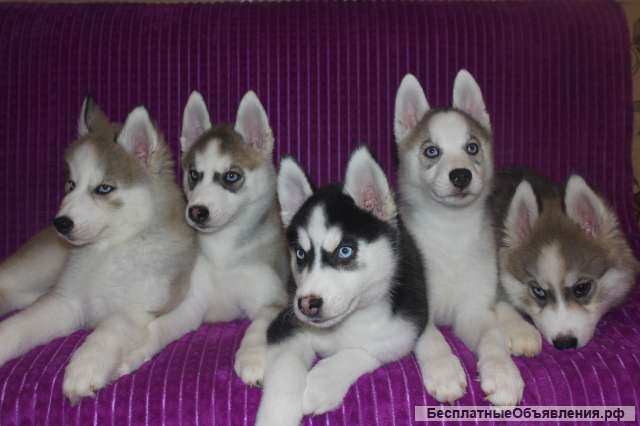 Щенков сибирской хаски