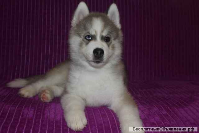Щенков сибирской хаски