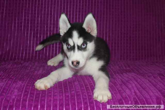 Щенков сибирской хаски
