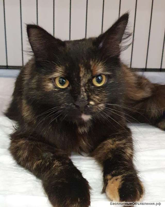 Черепаховая кошка Оливия в добрые руки