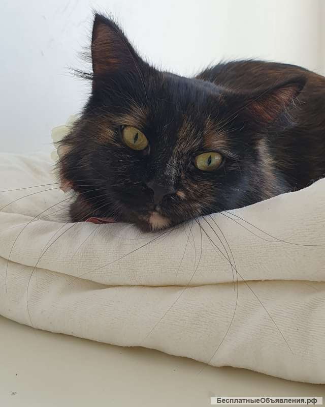 Черепаховая кошка Оливия в добрые руки