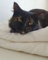 Черепаховая кошка Оливия в добрые руки