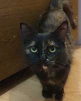 Черепаховая кошка Оливия в добрые руки