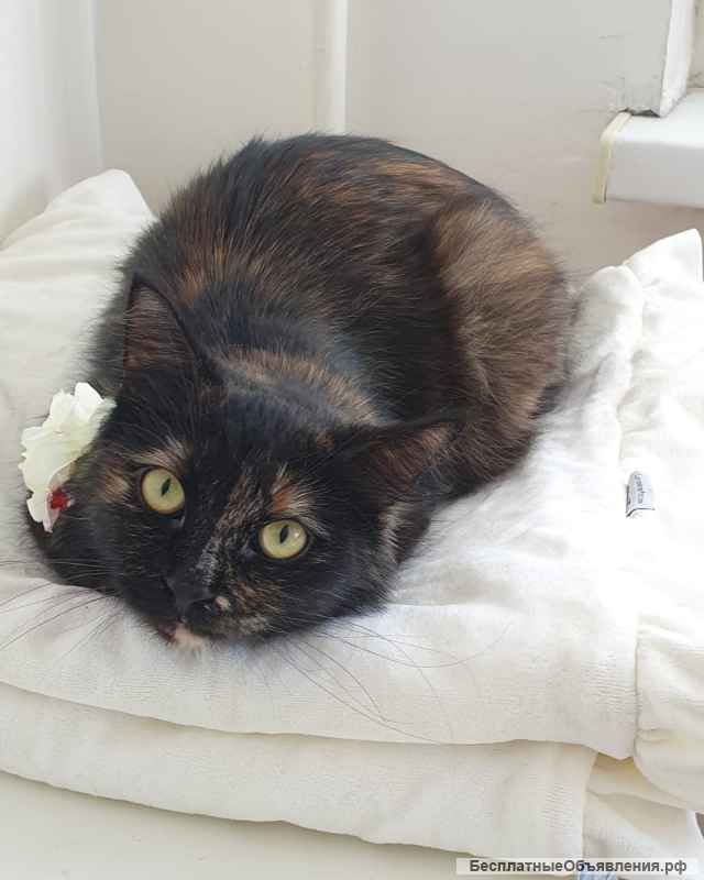 Черепаховая кошка Оливия в добрые руки