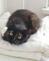 Черепаховая кошка Оливия в добрые руки