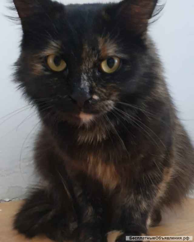 Черепаховая кошка Оливия в добрые руки